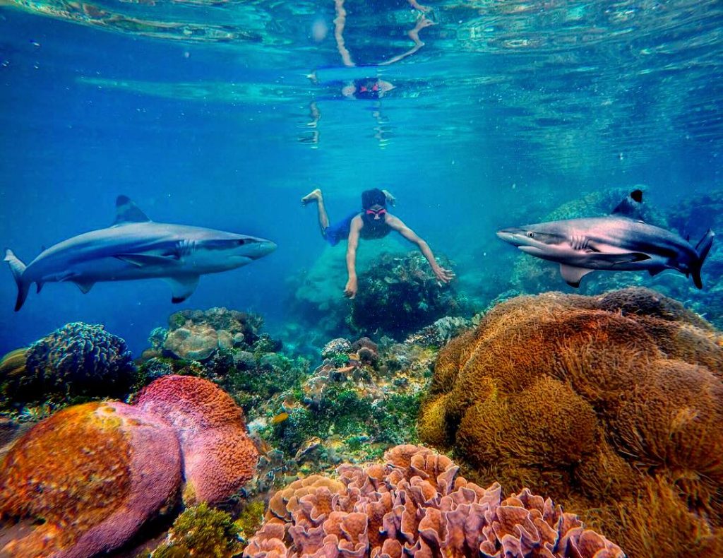 Taman Laut Selat Pantar Alor, Salah Satu Taman Laut Terindah Di Indonesia By gungafif