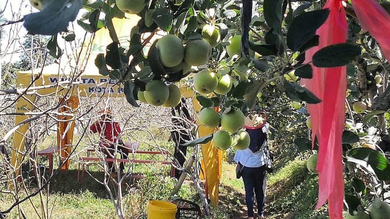 4 Lokasi Wisata Petik Apel Malang Yang Paling Rekomended