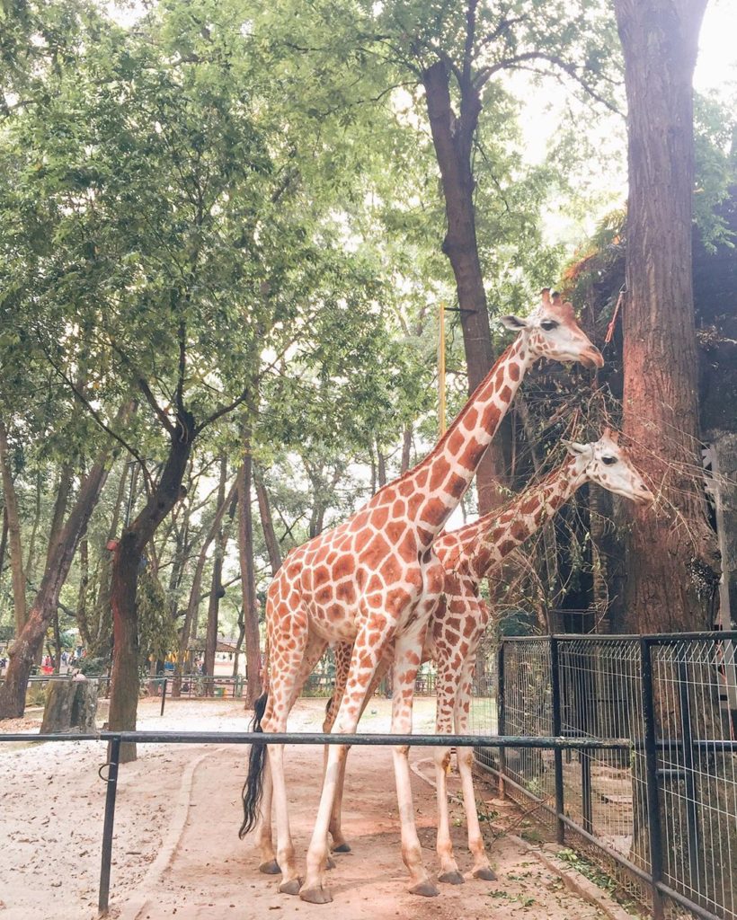 Kebun Binatang Ragunan, salah satu tempat wisata edukasi di Jakarta Image By IG : @finarahmaw